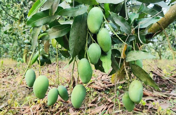 Fresh Bangladeshi mangoes