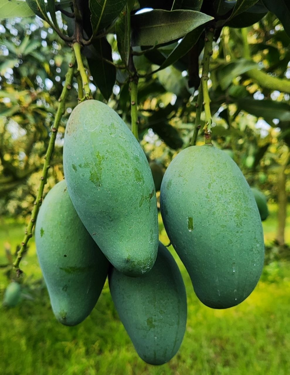 আম রুপালি