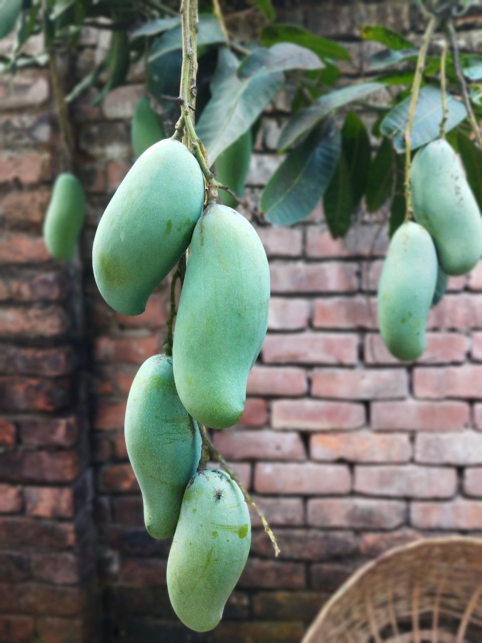 ব্যানানা ম্যাংগো