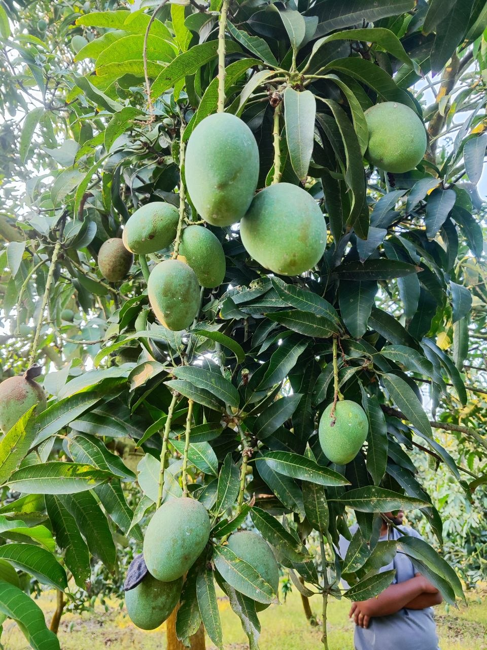 হিমসাগর আম